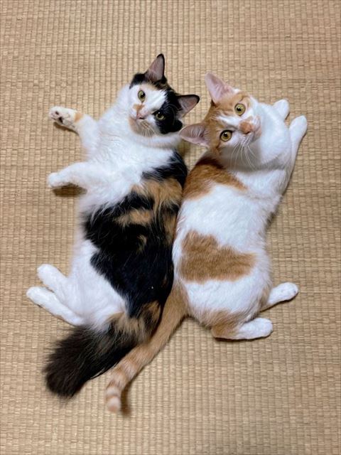 背中くっつけてる2匹