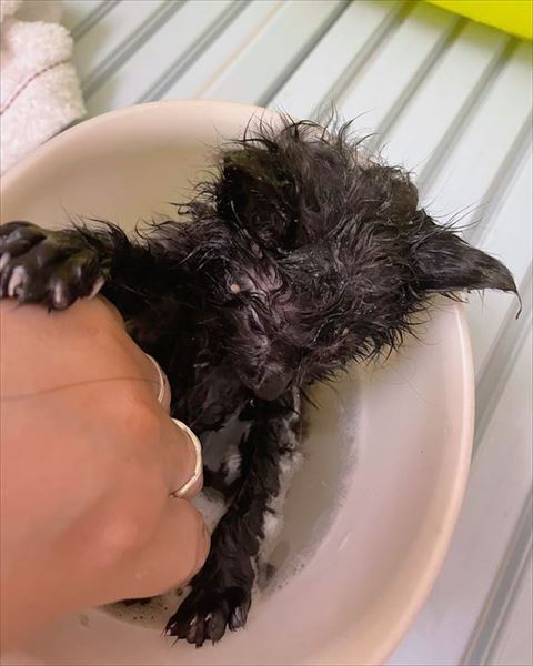 洗ってもらってる