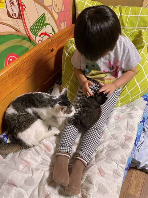 娘さんになでられてる子猫