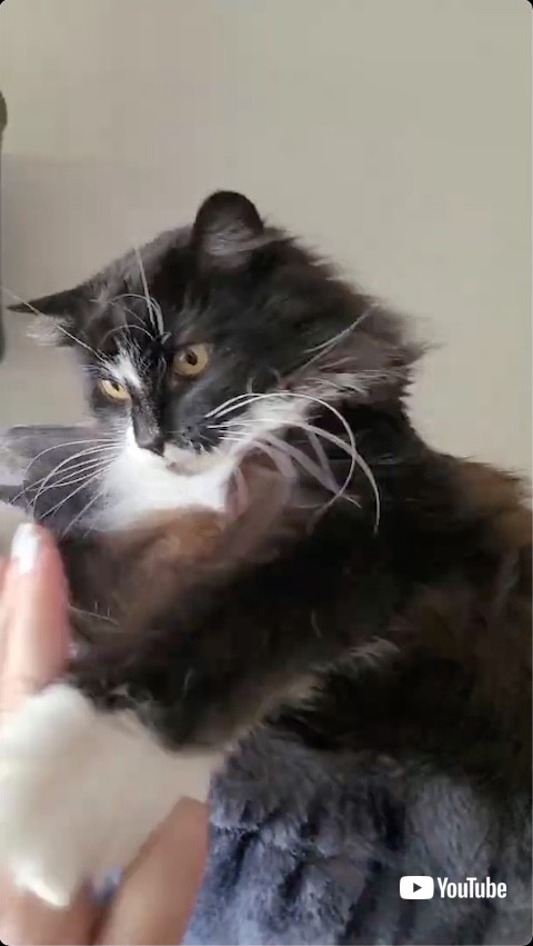 猫パンチする猫