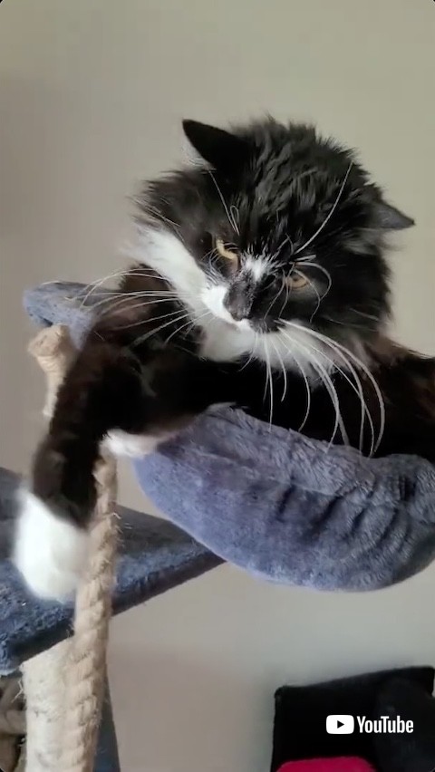 右前足で猫パンチする猫