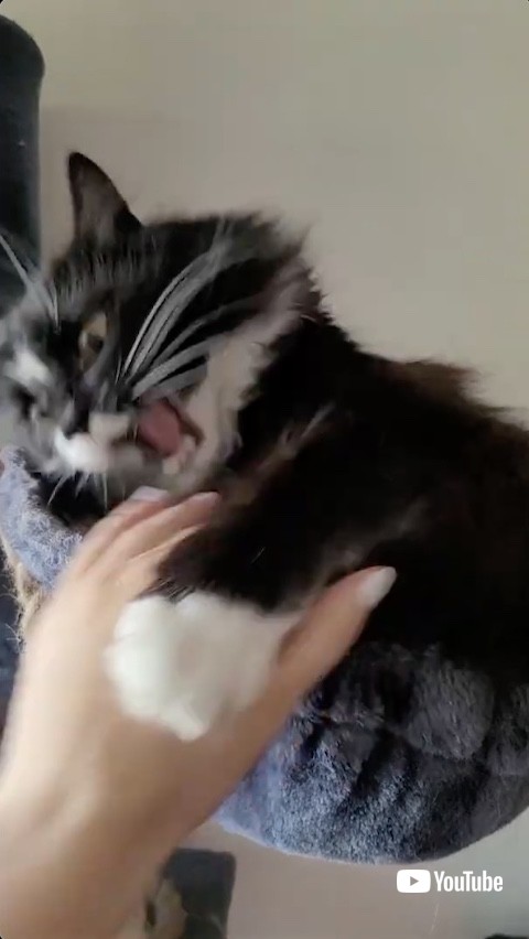 猫パンチが強烈な猫