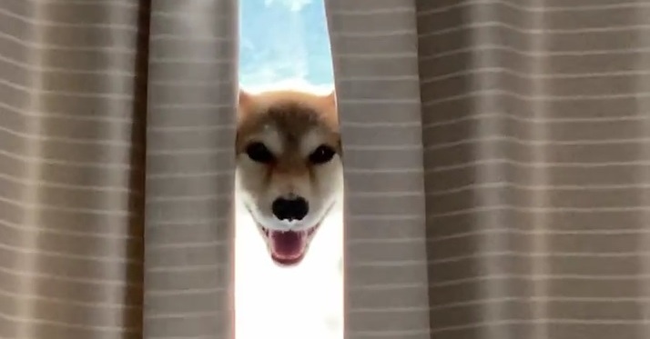 「柴犬の生首かと！」「笑いすぎておなか痛い」「神々しい……」　西日が生んだ奇跡のワンコに爆笑の声 | ねとらぼ