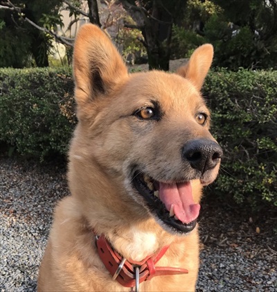 チワワを助けた愛犬