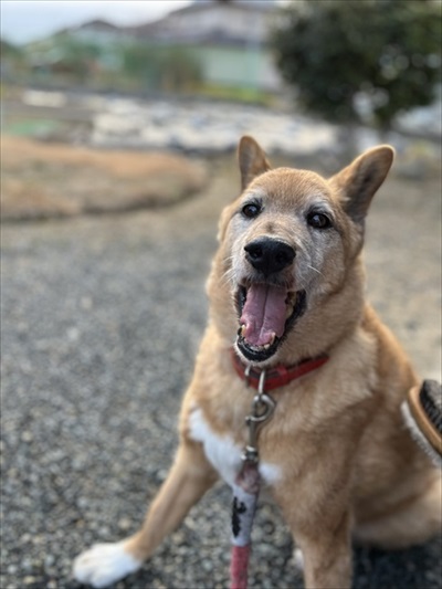 チワワを助けた愛犬