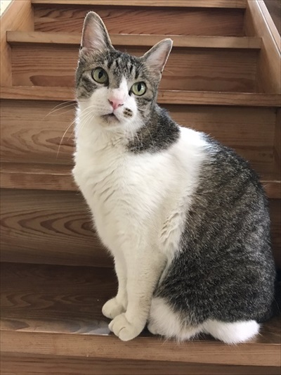 階段にいる愛猫1号