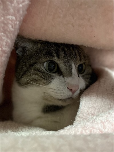 毛布にもぐる猫