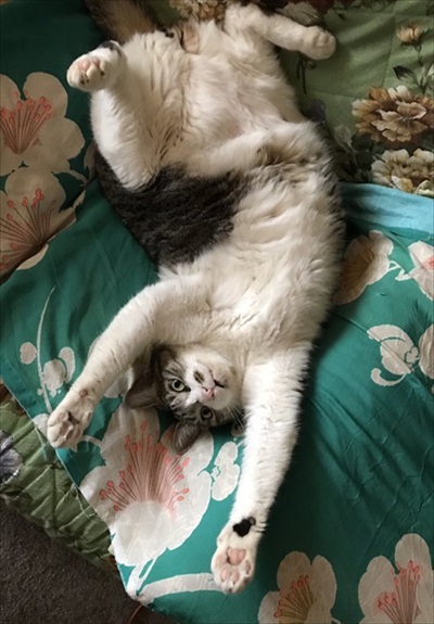 大胆なポーズの愛猫1号