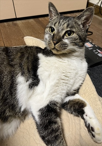 格闘する愛猫2号