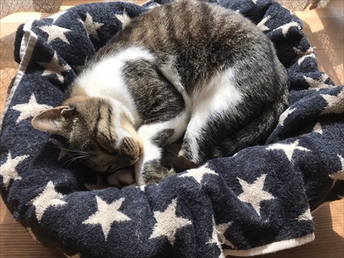 愛猫2号の寝姿犬