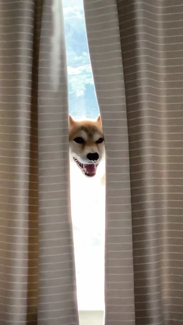 生首のような柴犬