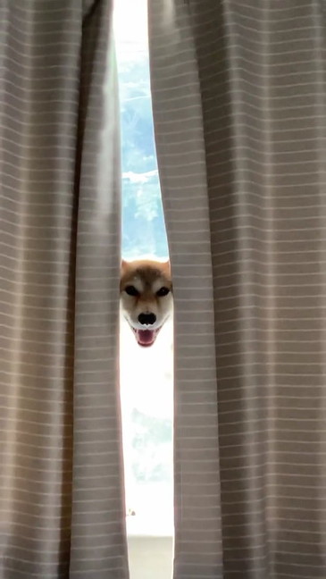 カメラ目線ばっちりの柴犬