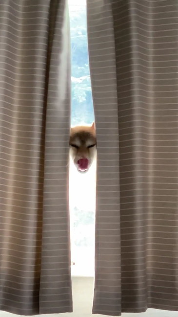 ペロリする柴犬