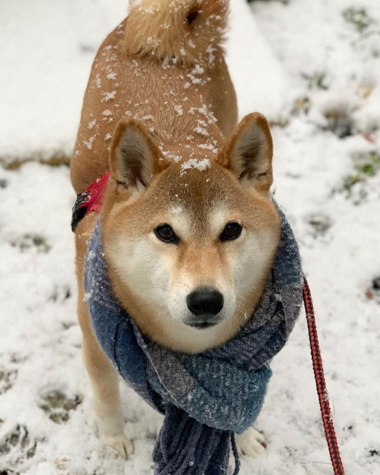 揚げパンのような柴犬