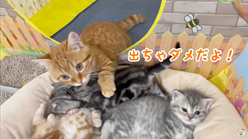 出ちゃだめだよ