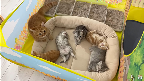 動画の最初
