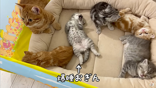 爆睡おぎんくん