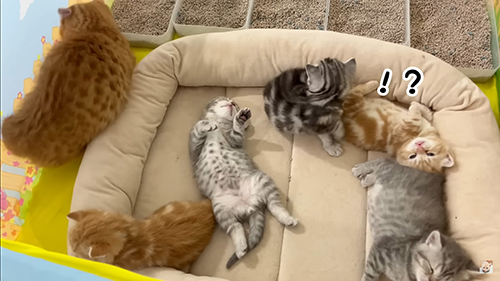 移動する子猫