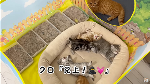 兄上