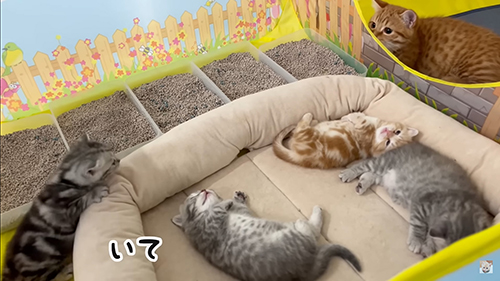 いてっとなる赤ちゃん猫