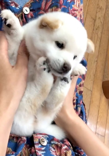 あんよにあごのせほあちゃん