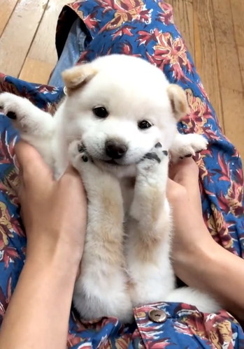 あんよにあごのせほあちゃん