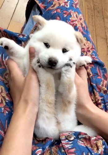 あんよにあごのせほあちゃん