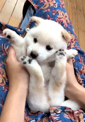 あんよにあごのせほあちゃん