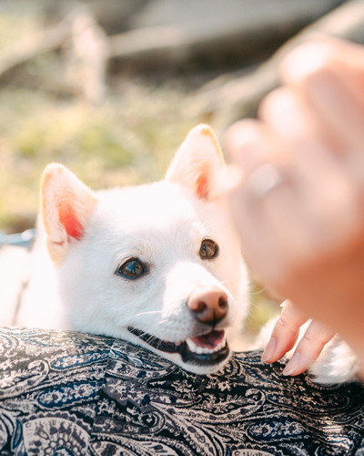 飼い主さんにくっつく犬