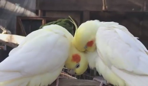 オカメインコたち