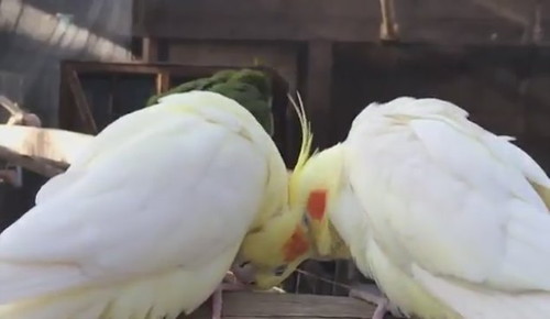 仲良しなオカメインコたち