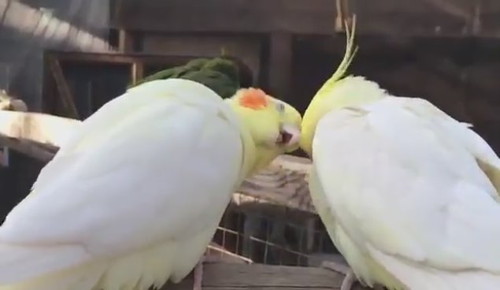 ラブラブなオカメインコたち