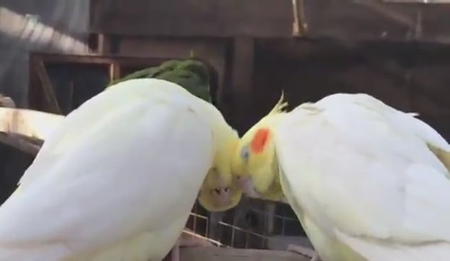 かわいいオカメインコたち