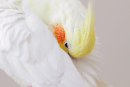 癒やされる鳥画像