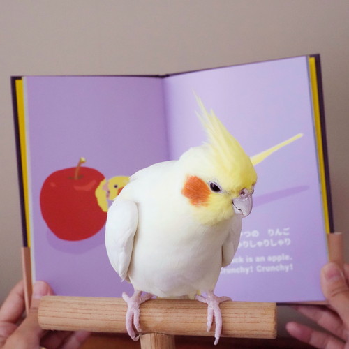 オカメインコと絵本