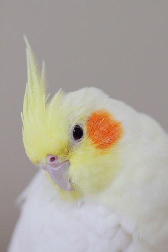 美人なオカメインコ