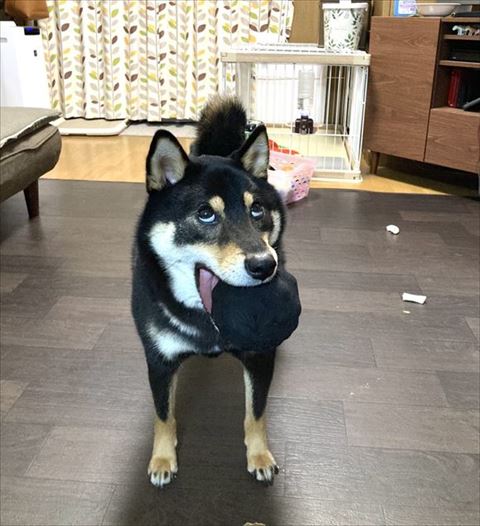 ボールをくわえた柴犬