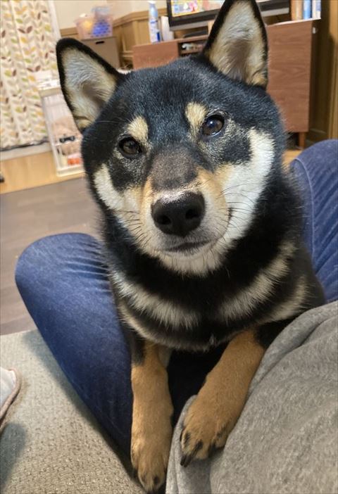 ヒザの上で甘える柴犬