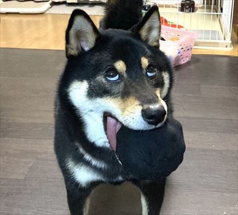 変顔柴犬のトリミング