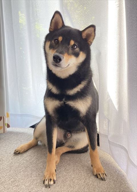 お座りして首かしげてる柴犬