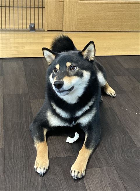 伏せしてどこかを見てる柴犬
