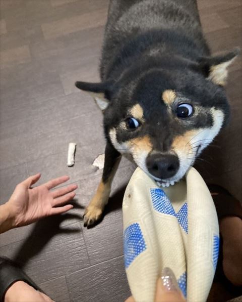 ボールを引っ張ってる柴犬