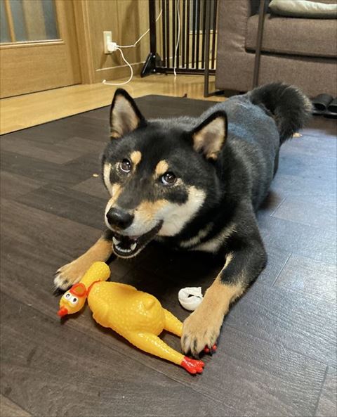 首がおられたあひるのおもちゃと柴犬