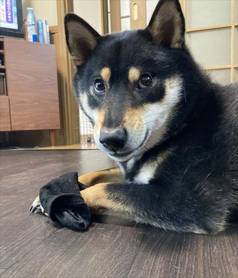おててに靴下をつける柴犬