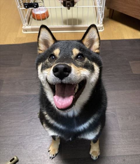 笑顔で見上げる柴犬