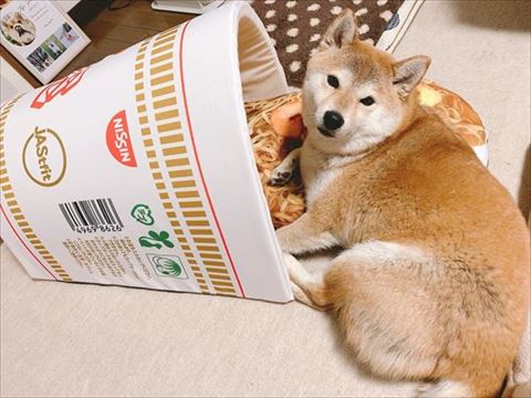 カップヌードルのベッド