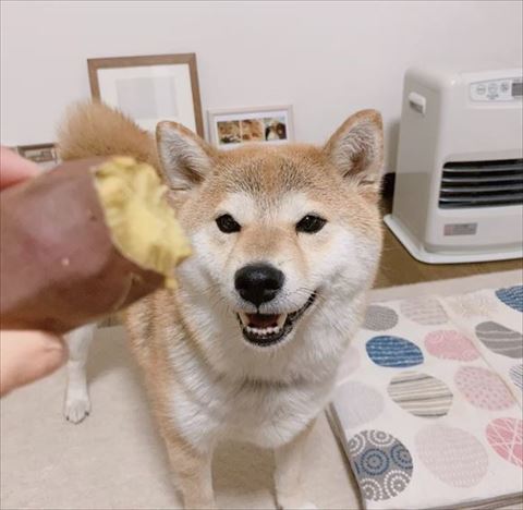 サツマイモ見て笑顔