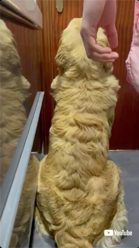 対話を拒否する犬