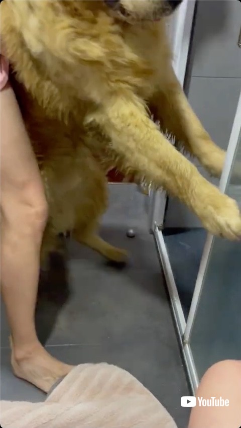 前足をついて拒否する犬