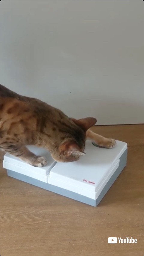 タイマーに手をかける猫